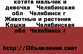  котята мальчик и девочка - Челябинская обл., Челябинск г. Животные и растения » Кошки   . Челябинская обл.,Челябинск г.